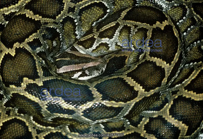 : African Rock Python - coiled up : African Rock Python - coiled up