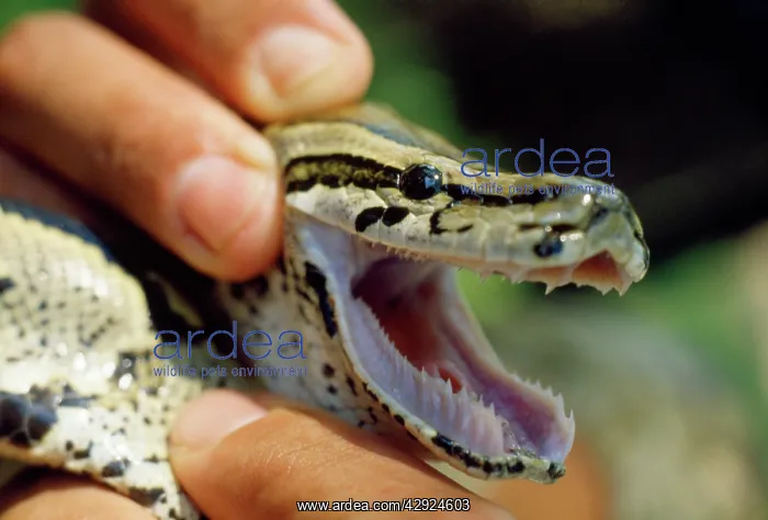 : African Rock Python - showing teeth : African Rock Python - showing teeth