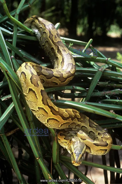  : African Rock Python - on vegetation