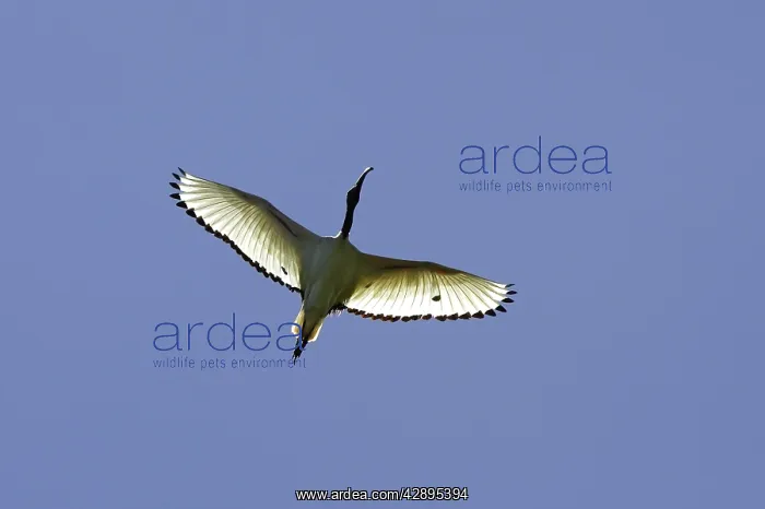 : African sacred Ibis : African sacred Ibis