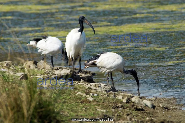 : African Sacred Ibis : African Sacred Ibis