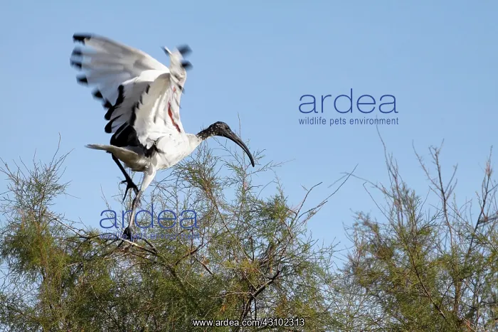 : African Sacred Ibis : African Sacred Ibis