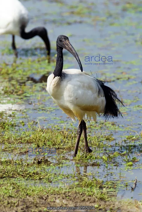: African Sacred Ibis - Andries Vosloo Kudu Reserve : African Sacred Ibis - Andries Vosloo Kudu Reserve