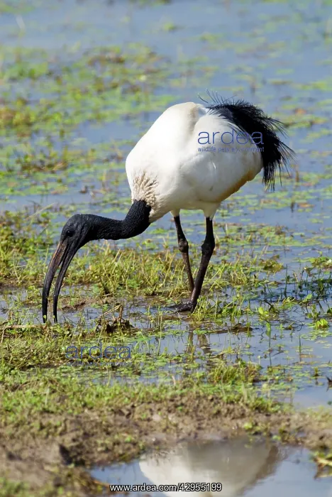  : African Sacred Ibis foraging at edge of pan