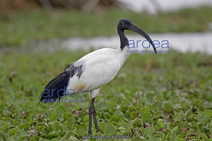 : African Sacred Ibis Lake Naivasha, Kenya : African Sacred Ibis Lake Naivasha, Kenya