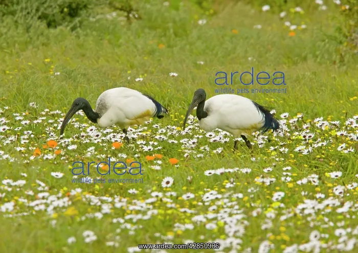 : African Sacred Ibis - pair feeding in flowery pasture : African Sacred Ibis - pair feeding in flowery pasture