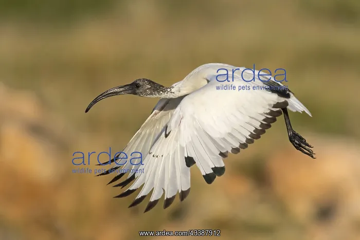 : African sacred ibis (Threskiornis aethiopicus) : African sacred ibis (Threskiornis aethiopicus)