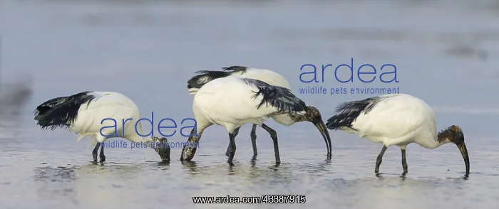 : African sacred ibis (Threskiornis aethiopicus) : African sacred ibis (Threskiornis aethiopicus)