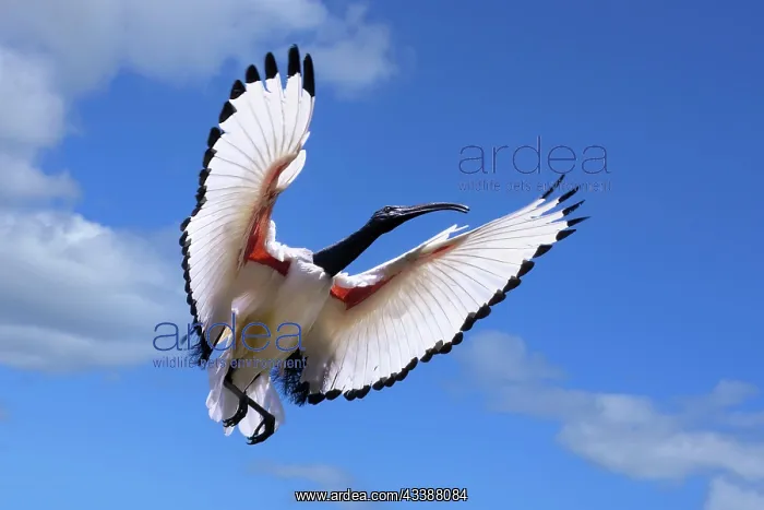 : African Sacred Ibis (Threskiornis aethiopicus) in : African Sacred Ibis (Threskiornis aethiopicus) in