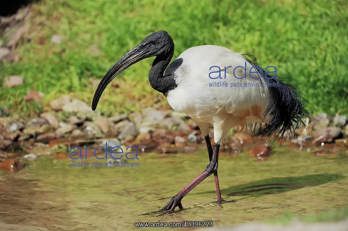 : African sacred ibis (Threskiornis aethiopicus) or : African sacred ibis (Threskiornis aethiopicus) or
