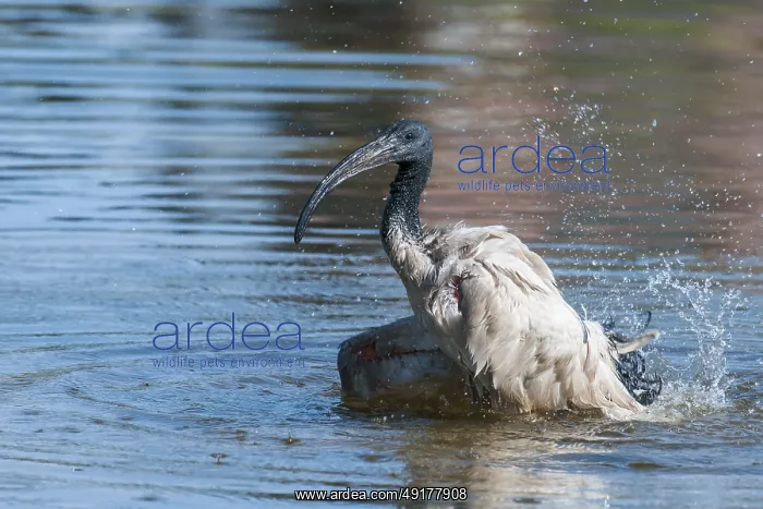 : African Sacred Ibis (Threskiornis aethiopicus) bathing : African Sacred Ibis (Threskiornis aethiopicus) bathing