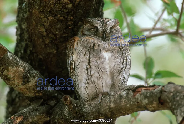 : African Scops Owl : African Scops Owl