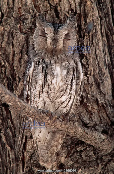  : African Scops OWL - perfectly camouflaged against