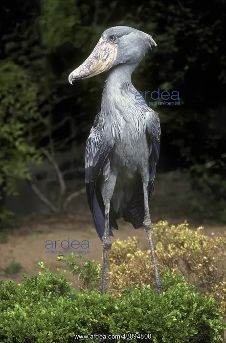 : African Shoebill Stork : African Shoebill Stork