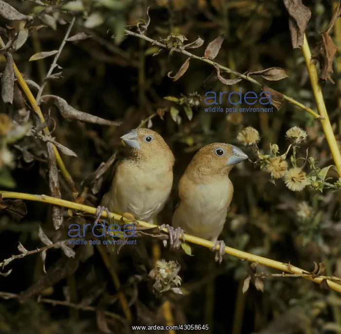 : African Silverbills couple : African Silverbills couple