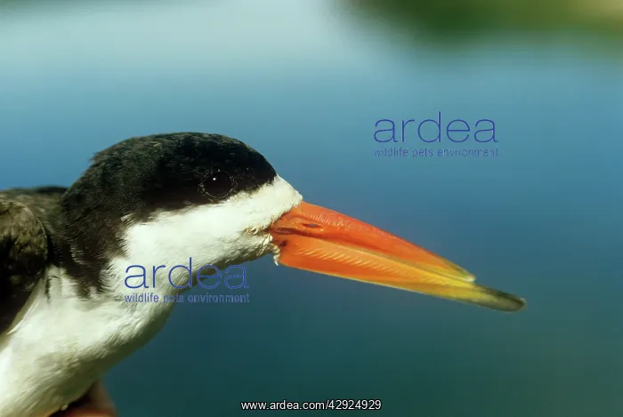 : AFRICAN SKIMMER : AFRICAN SKIMMER