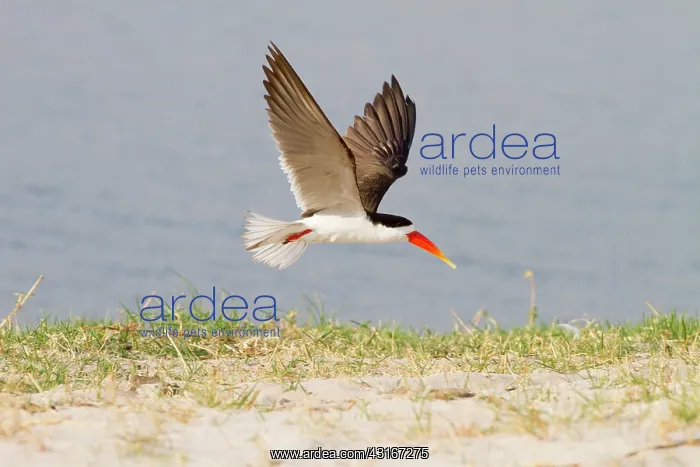  : African Skimmer