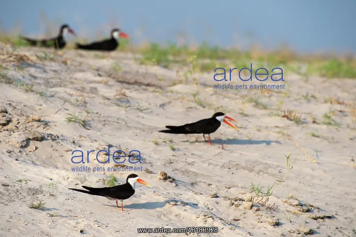 : African Skimmer : African Skimmer