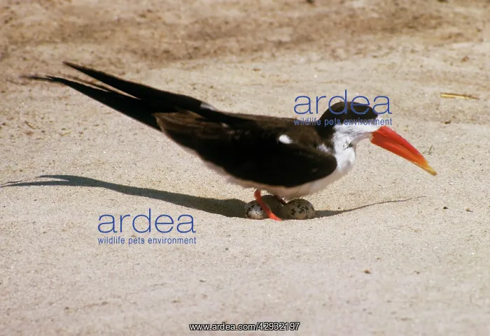 : African Skimmer - with eggs : African Skimmer - with eggs