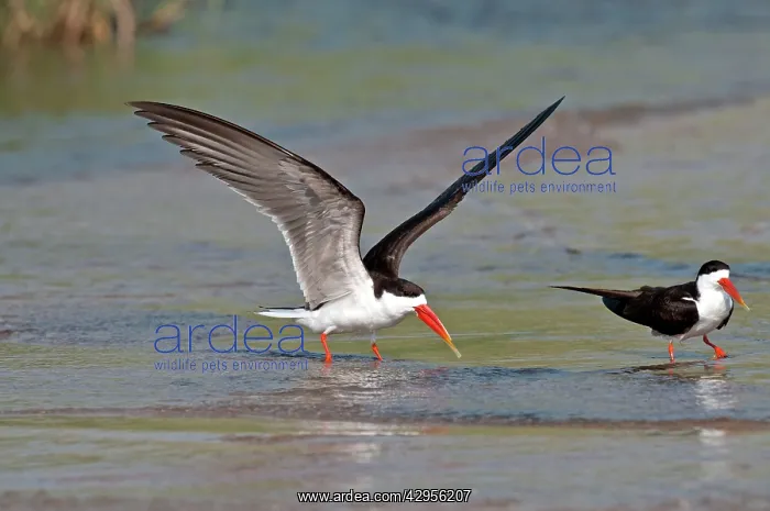 : African Skimmer - pair standing in shallow water : African Skimmer - pair standing in shallow water
