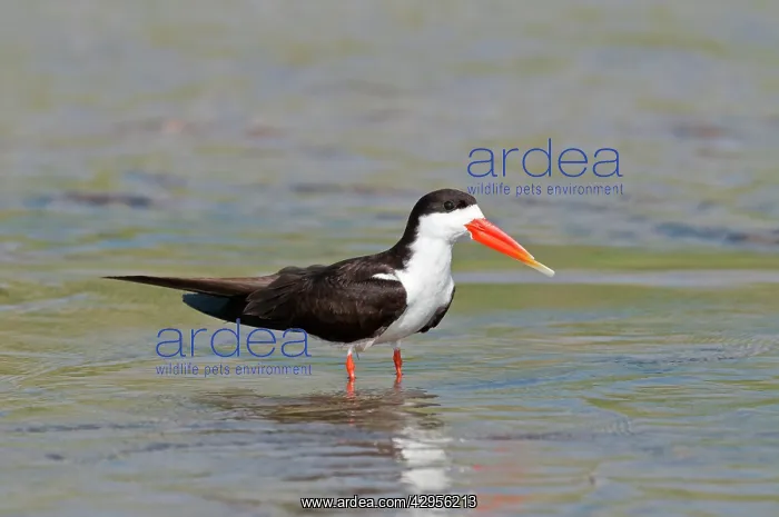 : African Skimmer - standing in water : African Skimmer - standing in water