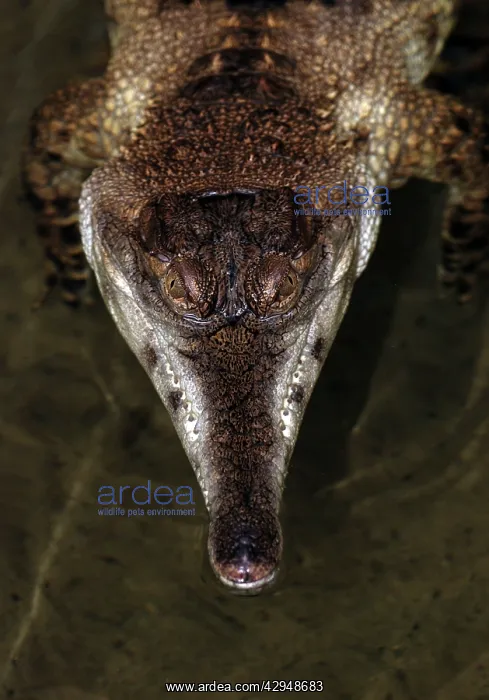 : African Slender-nosed Crocodile : African Slender-nosed Crocodile