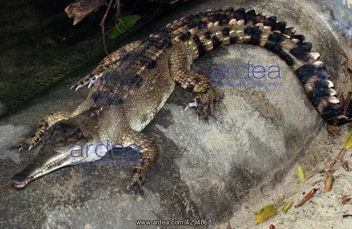 : African Slender-nosed Crocodile : African Slender-nosed Crocodile