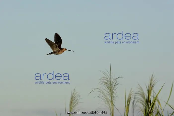 : African Snipe : African Snipe