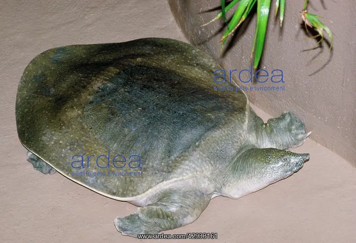 : African Softshell TURTLE : African Softshell TURTLE