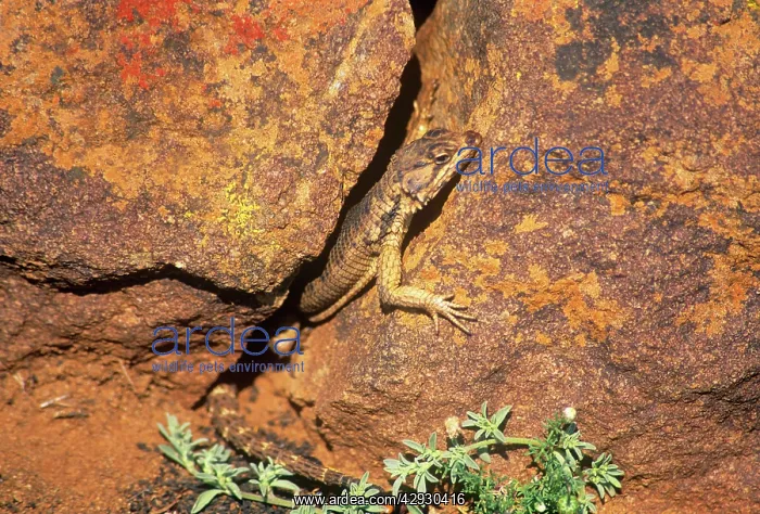 : African Spiny-tailed / Karoo Girdled Lizard - on rock : African Spiny-tailed / Karoo Girdled Lizard - on rock