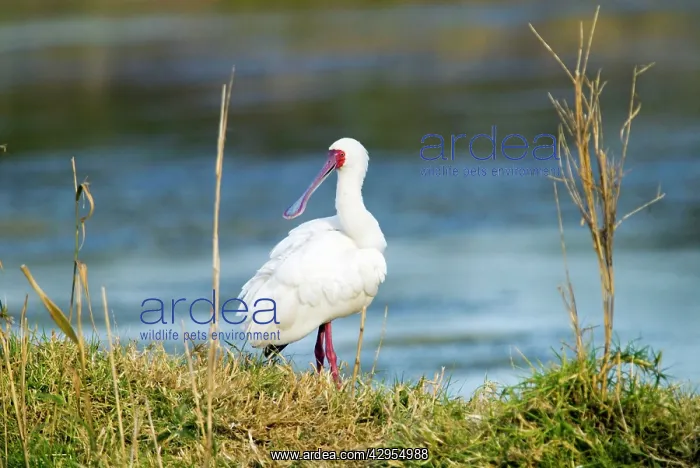 : African Spoonbill : African Spoonbill