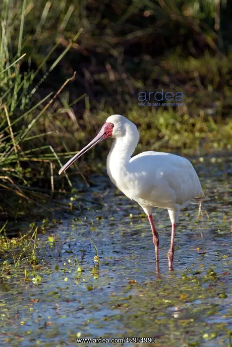 : African Spoonbill : African Spoonbill