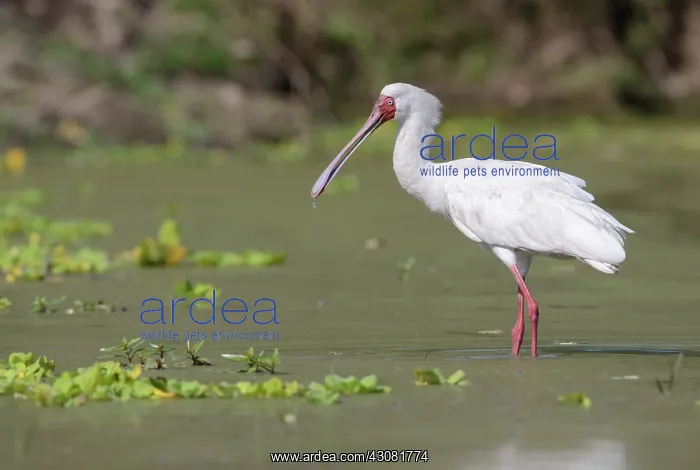 : African Spoonbill : African Spoonbill
