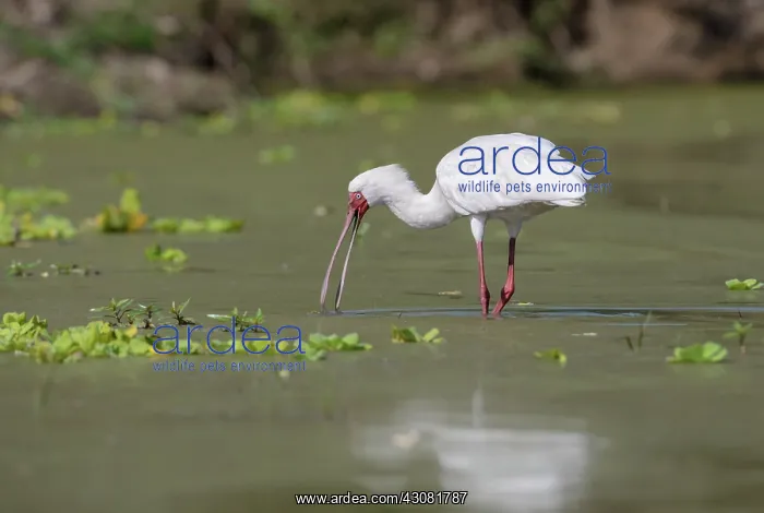 : African Spoonbill : African Spoonbill