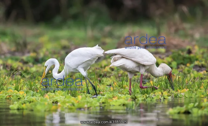 : African Spoonbill : African Spoonbill