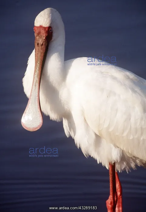 : AFRICAN SPOONBILL : AFRICAN SPOONBILL