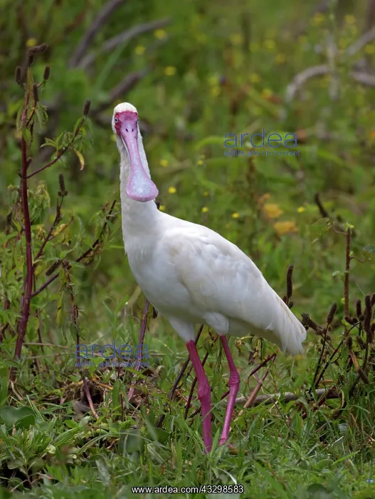 : African spoonbill : African spoonbill
