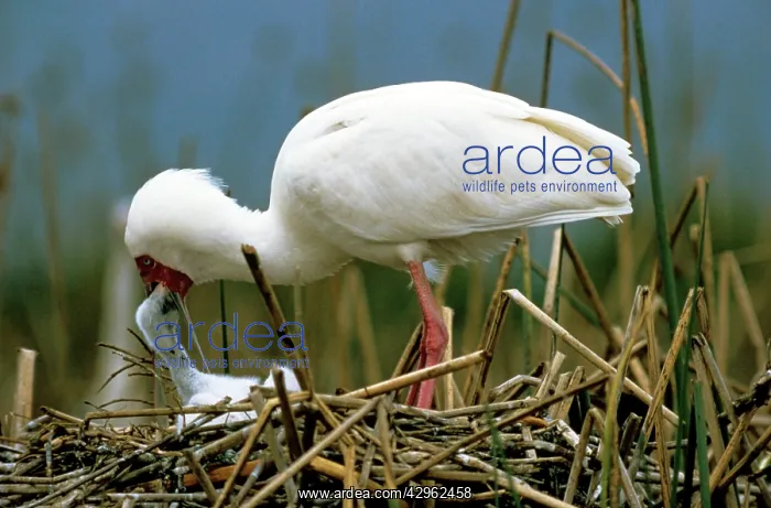 : African Spoonbill - feeding chick : African Spoonbill - feeding chick