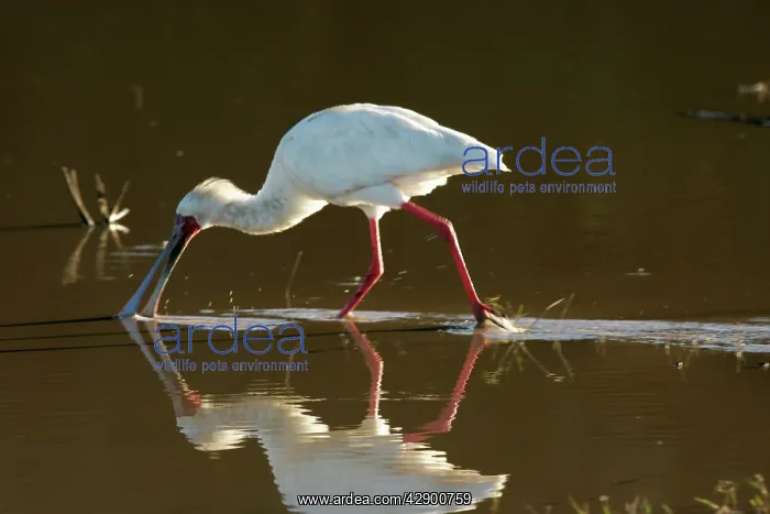 : African Spoonbill - feeding in water : African Spoonbill - feeding in water