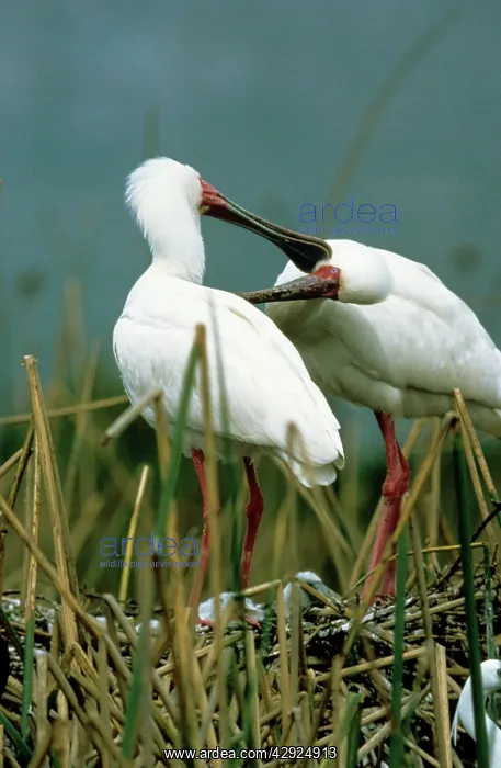 : African Spoonbill - mutual preening : African Spoonbill - mutual preening
