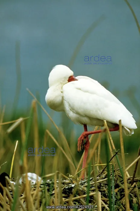 : AFRICAN SPOONBILL AT NEST : AFRICAN SPOONBILL AT NEST