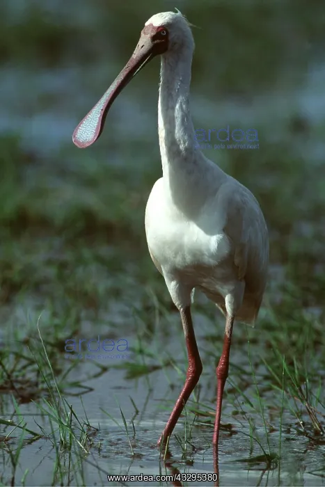  : African SPOONBILL - stands in water