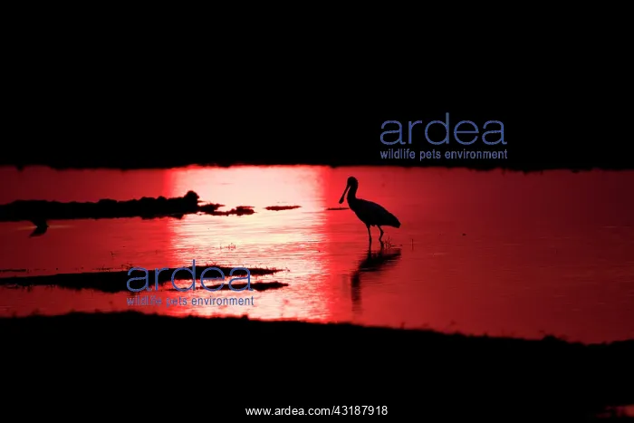 : African Spoonbills (Platalea alba) in water at dusk : African Spoonbills (Platalea alba) in water at dusk