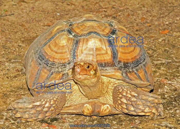 : African Spur Thigh Tortoise : African Spur Thigh Tortoise