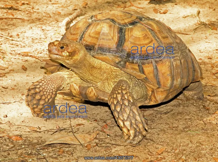 : African Spur Thigh Tortoise : African Spur Thigh Tortoise