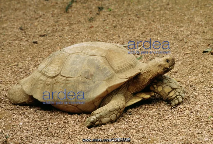 : African Spurred-thighed Tortoise : African Spurred-thighed Tortoise