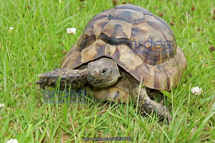 : African Spurred Tortoise : African Spurred Tortoise