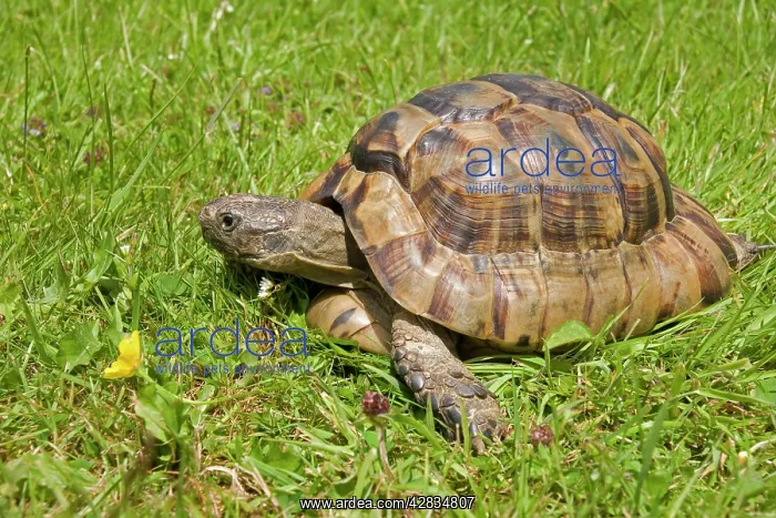 : African Spurred Tortoise : African Spurred Tortoise