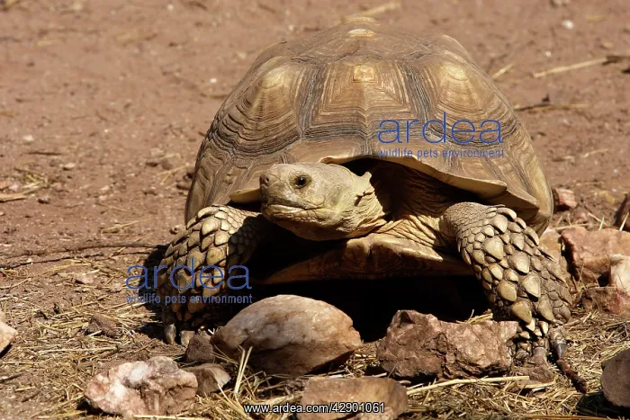: African Spurred Tortoise : African Spurred Tortoise