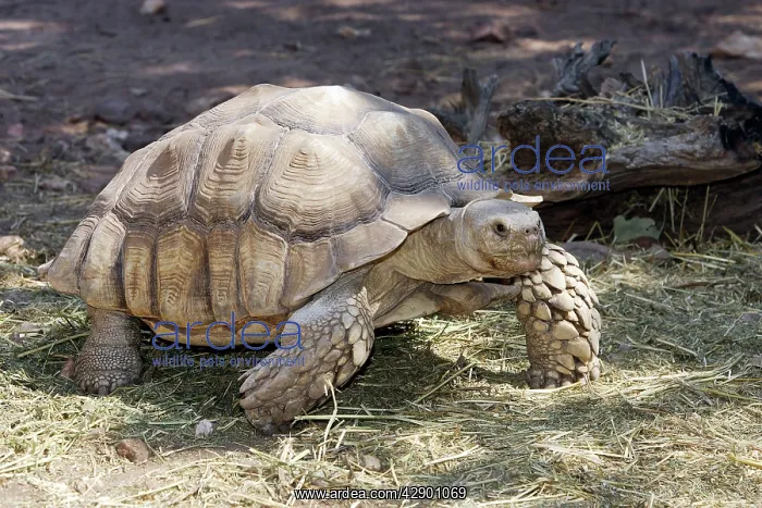 : African Spurred Tortoise : African Spurred Tortoise